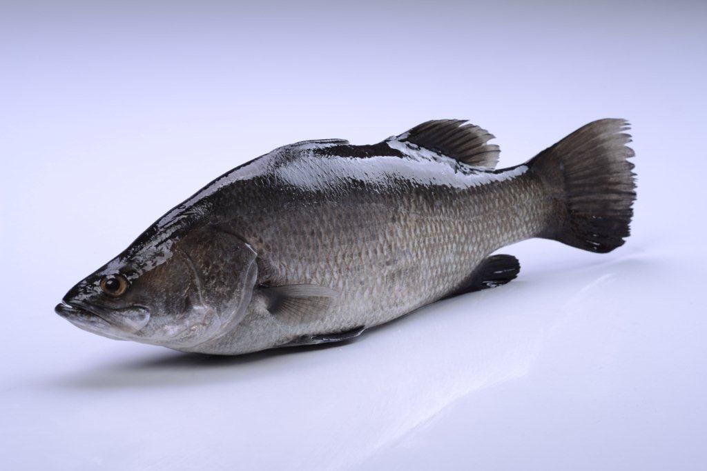 	Barramundi whole round