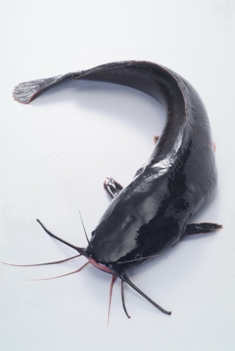 Catfish