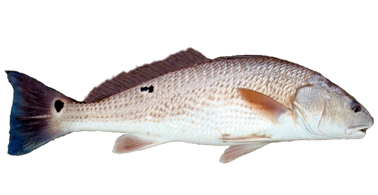 Red Drum
