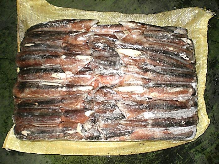Illex Squid whole round