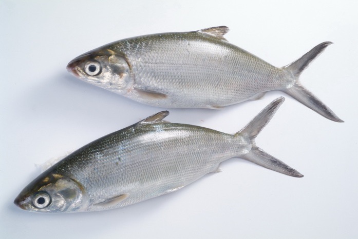 Milk fish whole round
