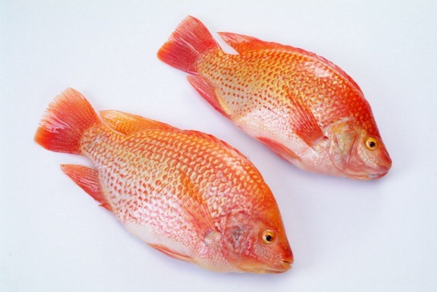 Red Tilapia whole round