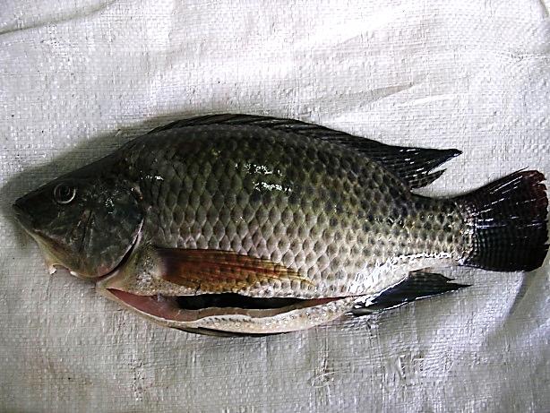 	Tilapia Gutted and Gilled