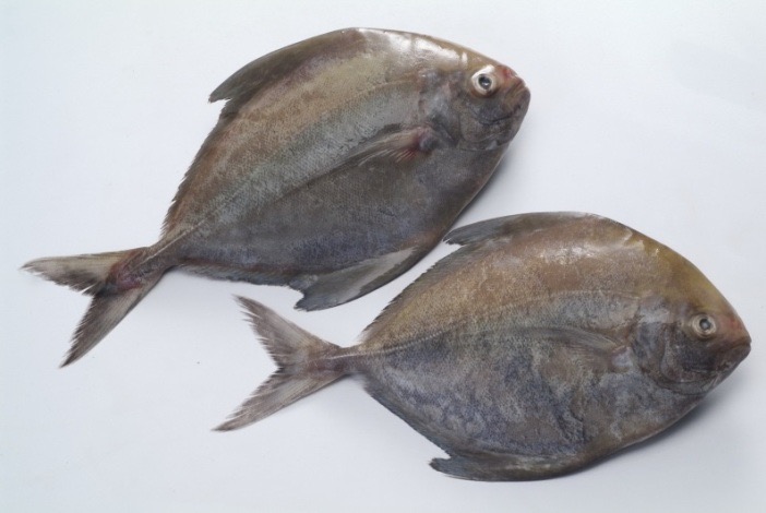 Black Pomfret