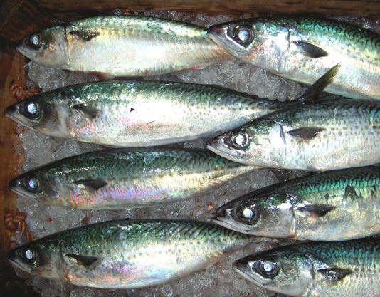 	Blue Mackerel