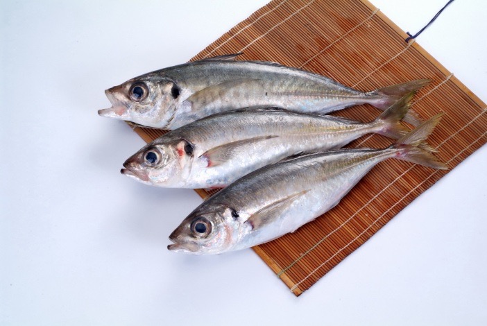 	Horse Mackerel