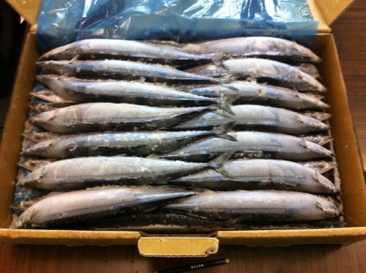 	Pacific Saury