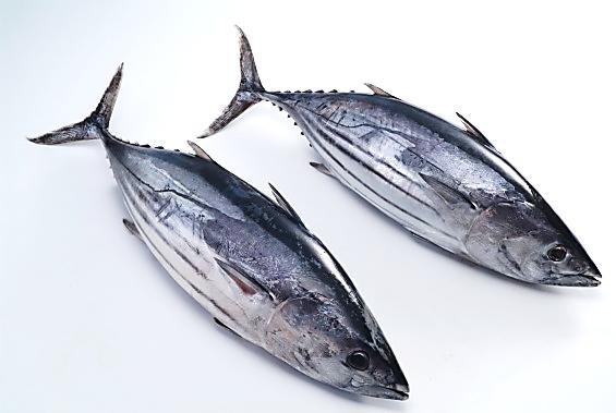 Skipjack Tuna