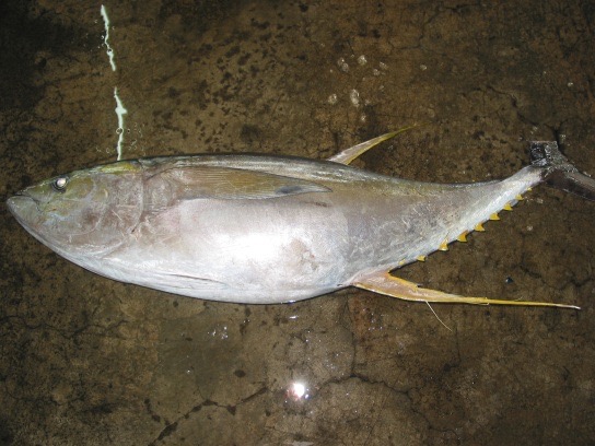 Yellow Fin Tuna